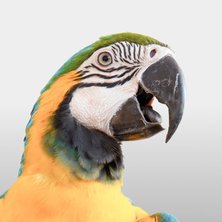Wild Bird