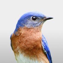 Pet Bird